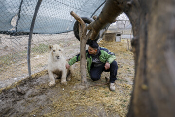 African lion cub Sana turns one year old