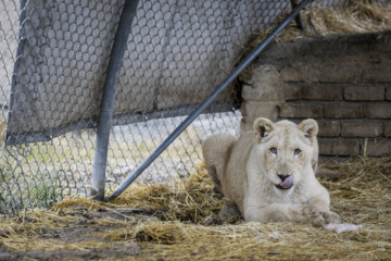 African lion cub Sana turns one year old