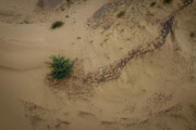 Mulching in sandy fields of Khuzestan