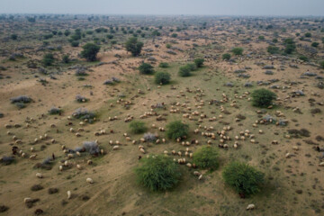 تپه های شنی که بعد از مالچ پاشی در چند دهه و کاشت نهال اکنون به مرتع های سرسبز تبدیل شده اند. توسعه دام داری ومرتع برای چرای دام از نقاط مثبت مالچ پاشی است که منابع طبیعی بر روی آن تاکید دارد. کارشناسان بیابان زدایی می گویند مالچ پاشی و نهال کاری باعث تثبیت ماسه های روان، افزایش تولید علوفه در هکتار و توسعه دامداری میگردد.