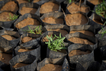 در پروژه مالچ پاشی سال ۱۴۰۲ به وسعت ۹۰۰ هکتار, علاوه بر نهال کهور از اکالیپتوس، آکاسیا و اسکنبیل استفاده خواهد شد. شروع داستان مالش پاشی در خوزستان به دهه ۴۰ بر میگردد و تا کنون ۶۳ هزار هکتار از شنزارهای خوزستان تبدیل به جنگلهای دست کاشت شدهاند. از نتایج مالچ پاشی می توان به بخش اعظم جنگ های خسرج، گمبوعه، الباجی و ام الدبس اشاره که موفقیت آمیز بودند و تپه های شنی و ماسه ایی روان بعد از مالچ پاشی تثبیت و سپس نهال کاری شده اند.