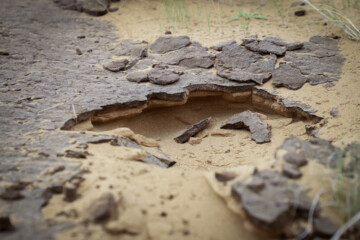 مالچ نوعی پوشش برای تثبیت شنهای روان در مناطق بیابانی است. عملیات مالچ پاشی در نیمه دوم سال، بعد از شروع بارانهای پائیزه که خاک رطوبت کافی به دست میآورد، آغاز و بعد از آن نهال درختان که عمدتا کهور هستند در منطقه کاشته میشود.