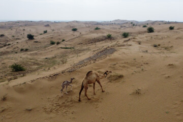 Mulching in sandy fields of Khuzestan