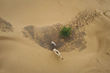 فعالان محیط زیست می گویند که تپه ها اکوسیستم خاص خود را دارند و نیازی به مالچ و کاشت درختانی چون کهور نیست و مالچ پاشی سبب خسارت به موجودات زنده گیاهی و جانوری بومی منطقه، افزایش دمای سطحی خاک، کاهش نفوذپذیری آب در خاک و در نتیجه افزایش هدررفت آب در اثر تبخیر سطحی خواهد شد.