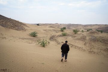 Mulching in sandy fields of Khuzestan