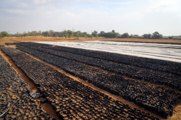 در پروژه مالچ پاشی سال ۱۴۰۲ به وسعت ۹۰۰ هکتار, علاوه بر نهال کهور از اکالیپتوس، آکاسیا و اسکنبیل استفاده خواهد شد. شروع داستان مالش پاشی در خوزستان به دهه ۴۰ بر میگردد و تا کنون ۶۳ هزار هکتار از شنزارهای خوزستان تبدیل به جنگلهای دست کاشت شدهاند. از نتایج مالچ پاشی می توان به بخش اعظم جنگ های خسرج، گمبوعه، الباجی و ام الدبس اشاره که موفقیت آمیز بودند و تپه های شنی و ماسه ایی روان بعد از مالچ پاشی تثبیت و سپس نهال کاری شده اند.