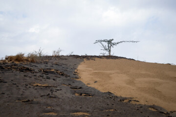 کارشناسان و فعالان محیط زیست با تغییر و دستکاری در طبیعت مخالف هستند و مالچ پاشی و کاشت درخت کهور را در شن زار های خوزستان تغییر در یک اکوسیستم طبیعی با تنوع زیستی منحصر به فرد و تبدیل آن به یک اکوسیستم مصنوعی و انسان ساخت با تنوع زیستی فقیر می دانند. فعالان محیط زیست کهور را گونه ایی مهاجم و غیر بومی میدانند که با کشیدن اب های زیر زمینی مانع از رسیدن آب به دیگر گیاهان بومی منطقه می شود و در تغییرات دمایی زیاد و دمای نزدیک به صفر نهال تازه آن ها خشک می شود اشاره می کنند.