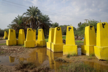 در پروژه مالچ پاشی سال ۱۴۰۲ به وسعت ۹۰۰ هکتار, علاوه بر نهال کهور از اکالیپتوس، آکاسیا و اسکنبیل استفاده خواهد شد. شروع داستان مالش پاشی در خوزستان به دهه ۴۰ بر میگردد و تا کنون ۶۳ هزار هکتار از شنزارهای خوزستان تبدیل به جنگلهای دست کاشت شدهاند. از نتایج مالچ پاشی می توان به بخش اعظم جنگ های خسرج، گمبوعه، الباجی و ام الدبس اشاره که موفقیت آمیز بودند و تپه های شنی و ماسه ایی روان بعد از مالچ پاشی تثبیت و سپس نهال کاری شده اند.