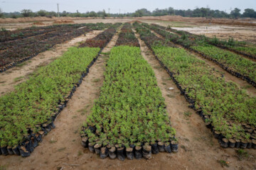 در پروژه مالچ پاشی سال ۱۴۰۲ به وسعت ۹۰۰ هکتار, علاوه بر نهال کهور از اکالیپتوس، آکاسیا و اسکنبیل استفاده خواهد شد. شروع داستان مالش پاشی در خوزستان به دهه ۴۰ بر میگردد و تا کنون ۶۳ هزار هکتار از شنزارهای خوزستان تبدیل به جنگلهای دست کاشت شدهاند. از نتایج مالچ پاشی می توان به بخش اعظم جنگ های خسرج، گمبوعه، الباجی و ام الدبس اشاره که موفقیت آمیز بودند و تپه های شنی و ماسه ایی روان بعد از مالچ پاشی تثبیت و سپس نهال کاری شده اند.