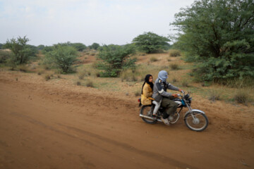 درختان کهور که بر روی تپه های ماسه ایی تثبیت شده توسط مالچ کاشته شده اند. این درختان از پیشروی تپه ها جلوگیری کرده و راه دسترسی روستایی را حفظ می کنند.