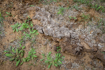 فعالان محیط زیست معتقدتد به دلیل پایه نفتی مالچ، وقتی در محیط پاشیده شود عملا هر نوع حیاتی را از بین می برد و گیاهان فصلی و بومی منطقه را نابود می کند.