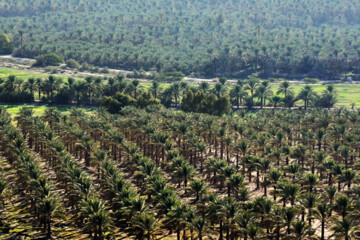 نخلستان «آبپخش» طولانيترين جاده نخلستانی جنوب كشور