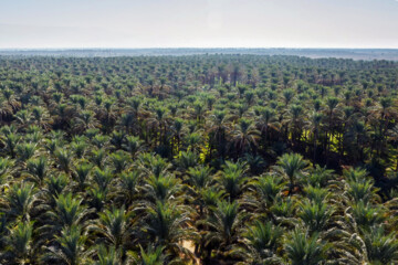 نخلستان «آبپخش» طولانيترين جاده نخلستانی جنوب كشور