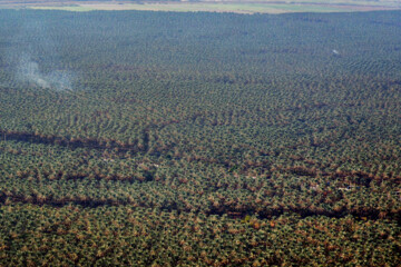 نخلستان «آبپخش» طولانيترين جاده نخلستانی جنوب كشور