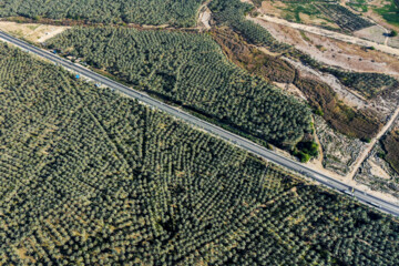 نخلستان «آبپخش» طولانيترين جاده نخلستانی جنوب كشور