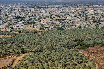 نخلستان «آبپخش» طولانيترين جاده نخلستانی جنوب كشور