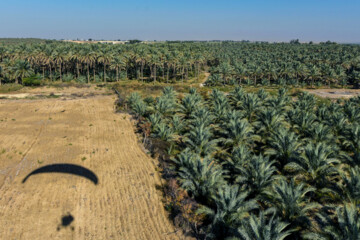 نخلستان «آبپخش» طولانيترين جاده نخلستانی جنوب كشور