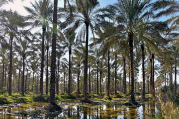 نخلستان «آبپخش» طولانيترين جاده نخلستانی جنوب كشور