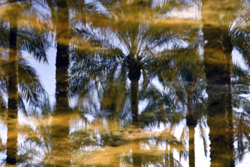 نخلستان «آبپخش» طولانيترين جاده نخلستانی جنوب كشور