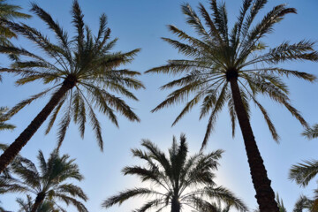 نخلستان «آبپخش» طولانيترين جاده نخلستانی جنوب كشور