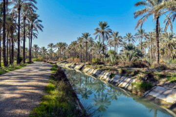 نخلستان «آبپخش» طولانيترين جاده نخلستانی جنوب كشور