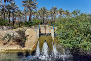 Palmeral de Abpajsh en el sur de Irán