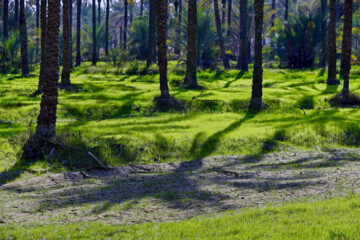نخلستان «آبپخش» طولانيترين جاده نخلستانی جنوب كشور