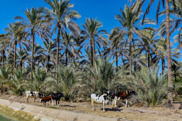 نخلستان «آبپخش» طولانيترين جاده نخلستانی جنوب كشور