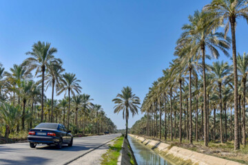 نخلستان «آبپخش» طولانيترين جاده نخلستانی جنوب كشور