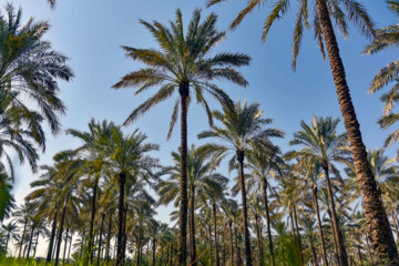 نخلستان «آبپخش» طولانيترين جاده نخلستانی جنوب كشور