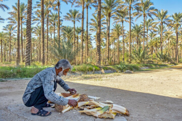 نخلستان «آبپخش» طولانيترين جاده نخلستانی جنوب كشور