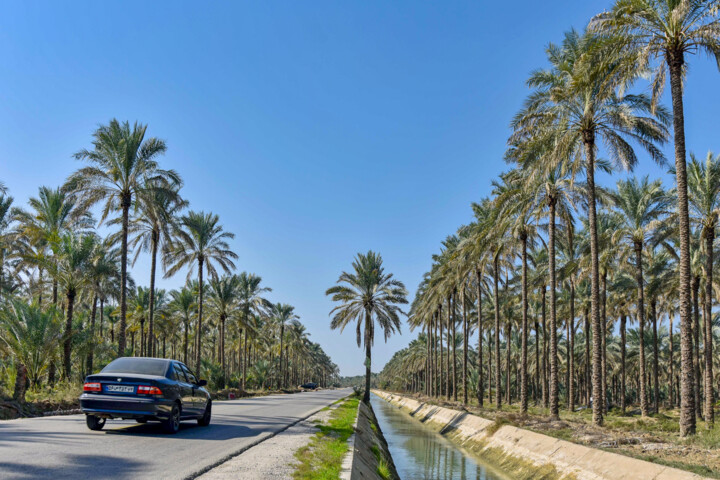 حال ناخوش نخلداران بوشهری