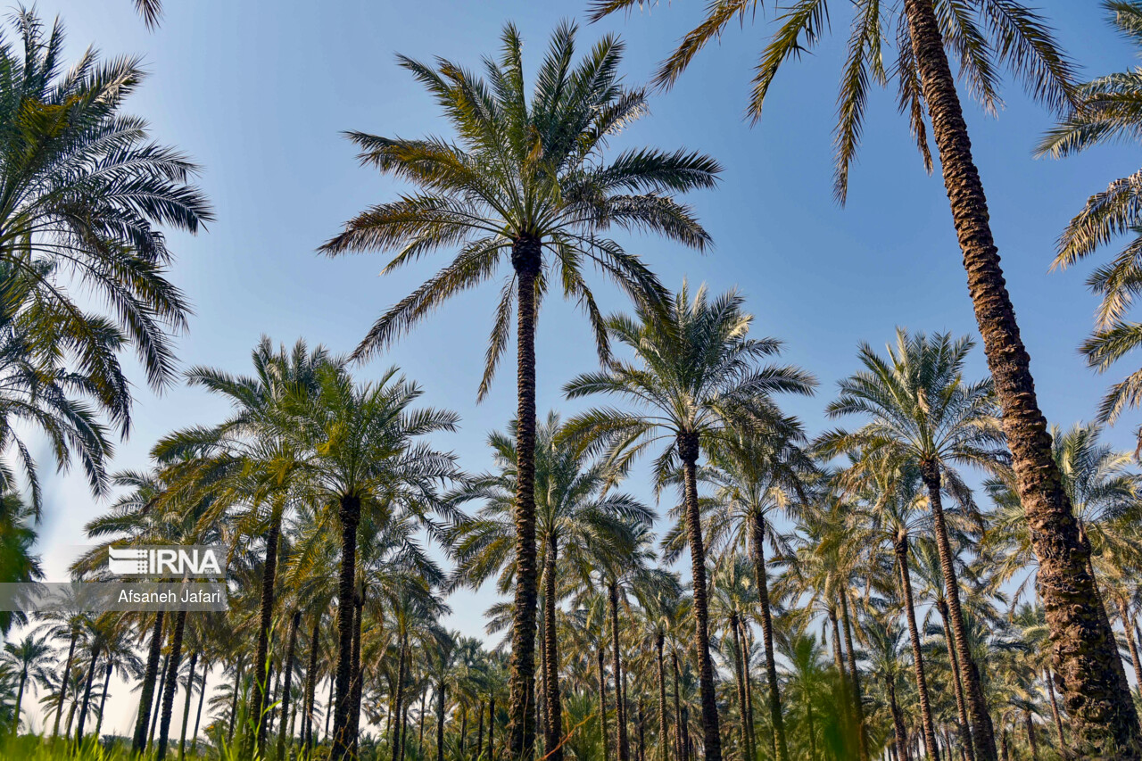 تولید کود و سموم زیستی از پسماند نخلستانها تولید کود و سموم زیستی از پسماند نخلستانها