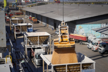Animal feed Cargo unloaded at southern Iranian port