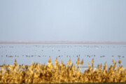 Recensement des oiseaux migrateurs dans la zone humide de Morré à Qom