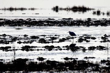 Recensement des oiseaux migrateurs dans la zone humide de Morré à Qom 