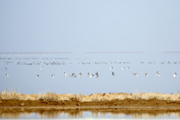 Recensement des oiseaux migrateurs dans la zone humide de Morré à Qom 