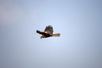 Recensement des oiseaux migrateurs dans la zone humide de Morré à Qom 