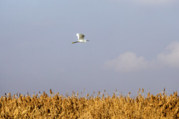 Recensement des oiseaux migrateurs dans la zone humide de Morré à Qom 