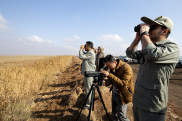 Recensement des oiseaux migrateurs dans la zone humide de Morré à Qom 