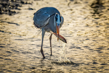 شکارچیان تالاب