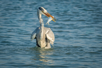 شکارچیان تالاب