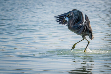 شکارچیان تالاب