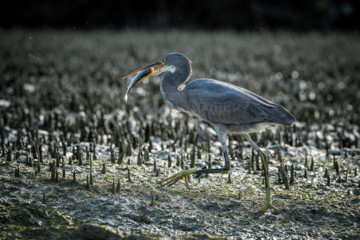 شکارچیان تالاب