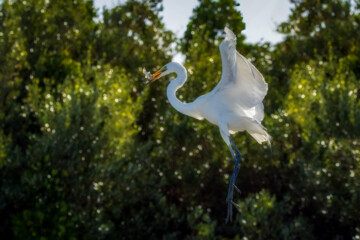 شکارچیان تالاب