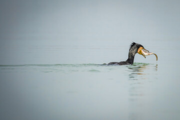 شکارچیان تالاب