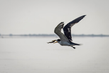 شکارچیان تالاب