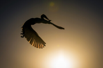 شکارچیان تالاب