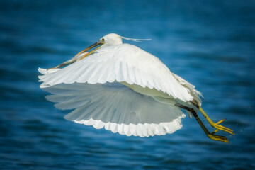 شکارچیان تالاب