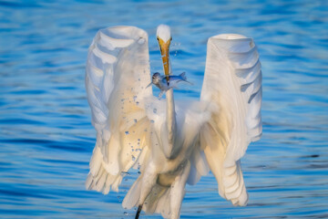 شکارچیان تالاب